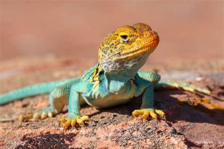Are lizards violent?