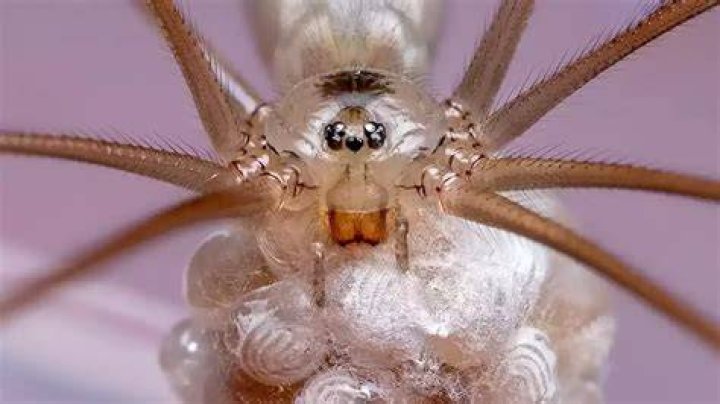 Can daddy long legs drown?