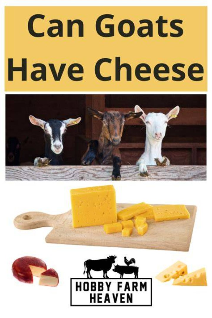 Can goats have cheese?