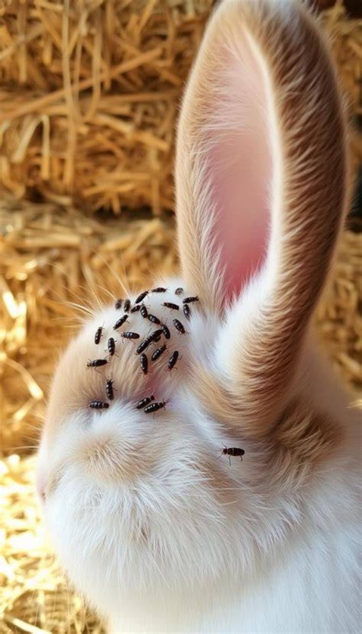 Can rabbits get fleas?