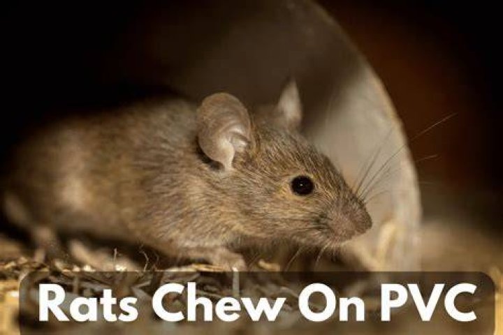 Can rats climb PVC pipe?