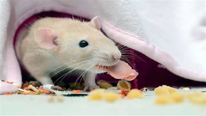 Can rats eat peppermint?