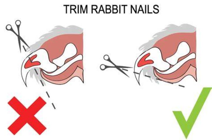 Can you cut bunnies nails?