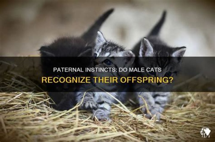 Do cats recognize their offspring?