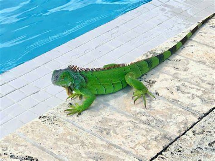 Do lizards make noise?
