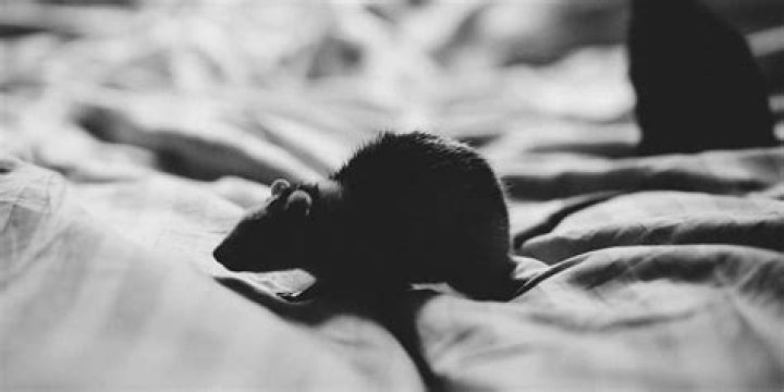 Do mice like lights?