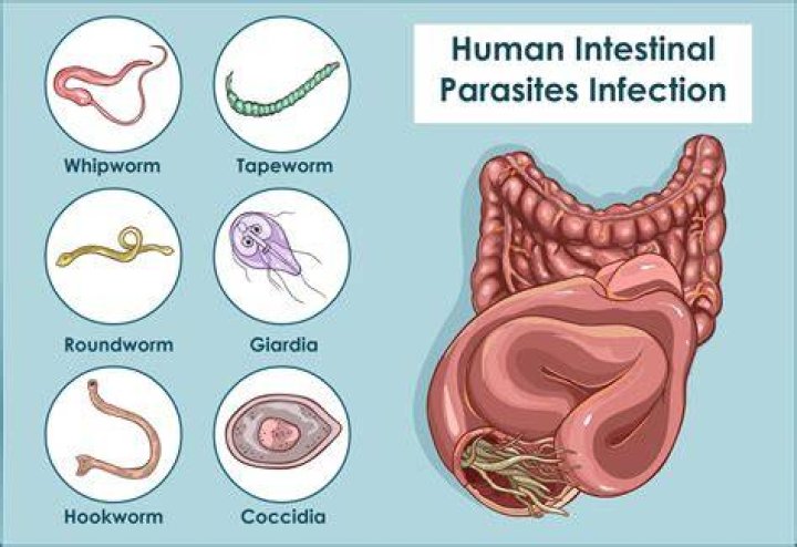 Do we have worms living inside us?