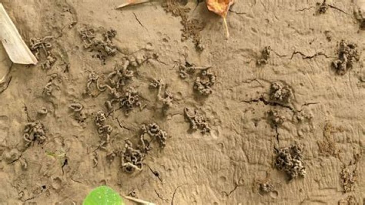 Do worms poop?