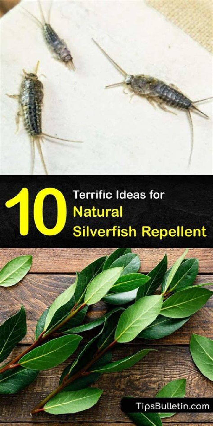Does cedar oil repel silverfish?