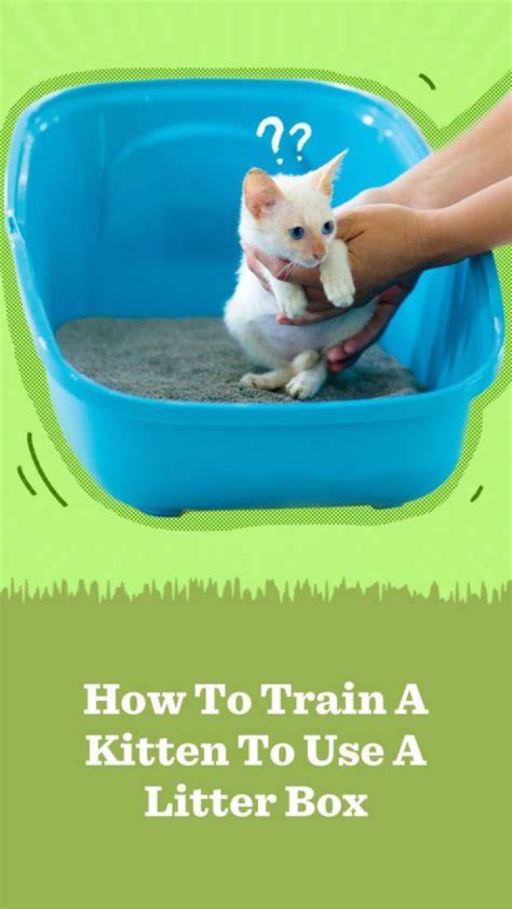 How do you train a kitten?