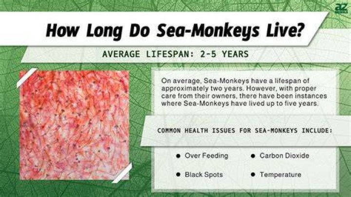 How long can a monkey live?