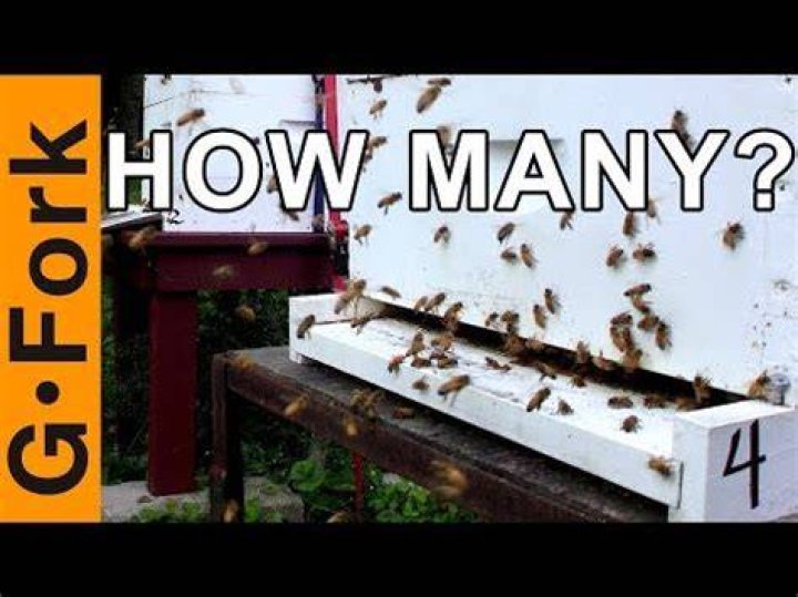 How long will bees stay around after hive removed?
