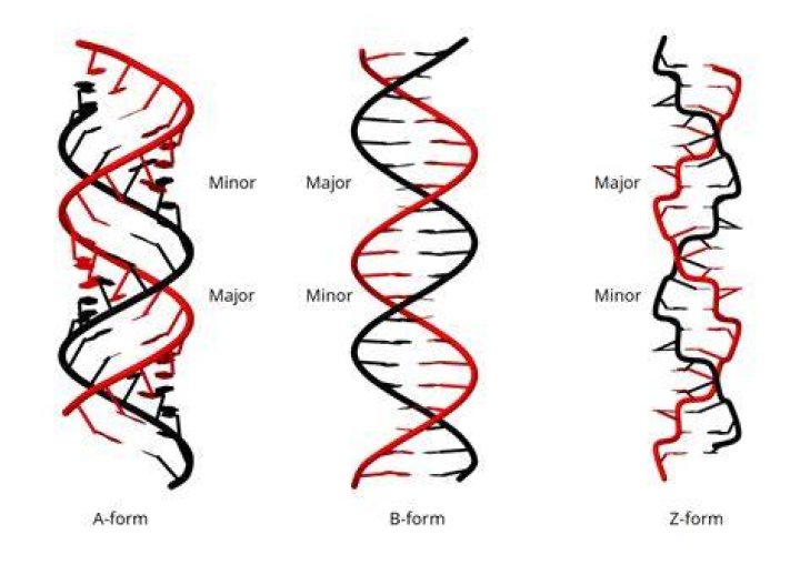 What is a B and Z-DNA?