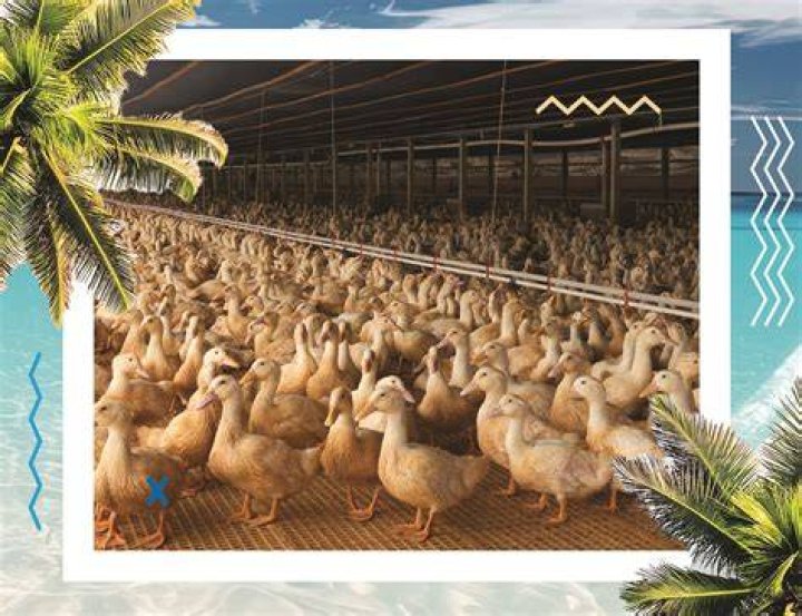 What is too hot for ducks?