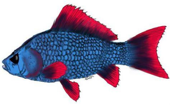 What kind of fish is Undyne?