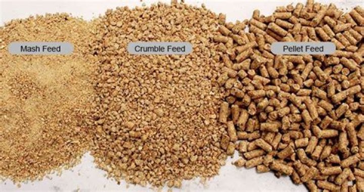 Which is better for chickens pellets or crumbles?