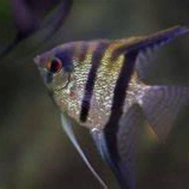 Why are my angel fish attacking other fish?