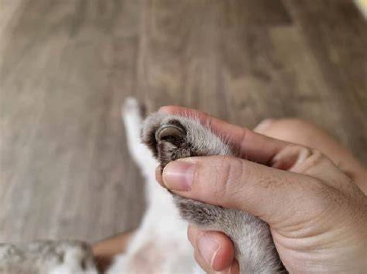 Why can I hear my cat's claws when she walks?