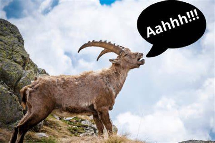 Why do goats scream?