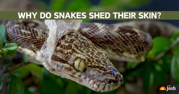 Why do snakes get in trees?